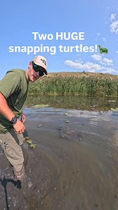 16K views · 2.1K reactions | You know I love big snapping turtles! Look at how good they are at hiding. This is also a great example of turtle markings you find in shallow clear water. They leave those distinct paths that show where they were, where they went and sometimes where they are! Watch your step if you’re walking in the swamp!  | Fishlikemike | Facebook