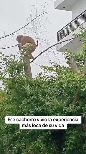 #Que loco | Javier P CH