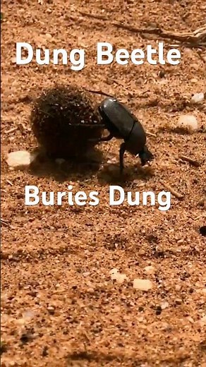 African Dung Beetle Burying A Ball of Dung | Tarangire National Park