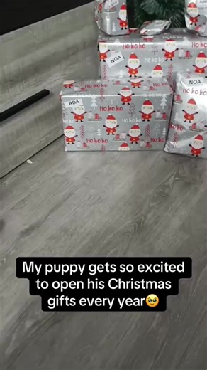 I've never seen a dog so excited. 🐶🥰🥰#dog #funny #funnyanimals #funnypets #animals #dogsofttiktok #pet #foryou #longervideos | Pets Funny Videos