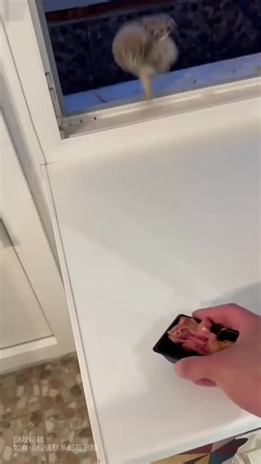 Man Rescues Owl that Flew into His House