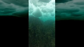 Diver's Flashlight Highlights Sea Angel Clione