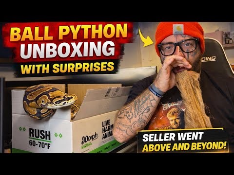 Ball python unboxing with surprises