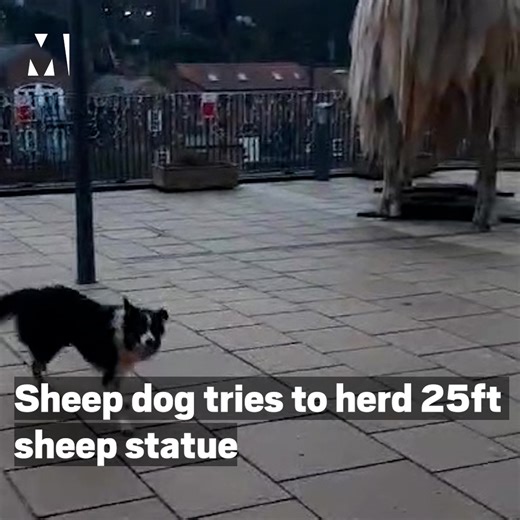 26K views · 563 reactions | He may be a wee bit big  | Metro | Facebook