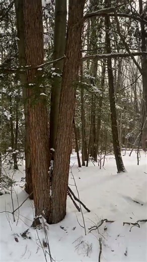 snow ❄️ #snowyforest #woods #nature