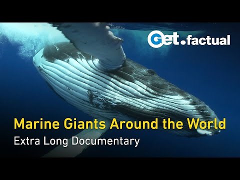 Deep Ocean: A Silent Journey with Marine Giants | Extra Long Documentary Pt. 1
