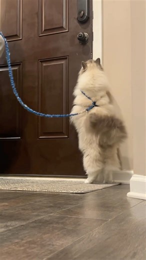 795K views · 4.8K reactions | His birthday wouldn’t be complete without a walk! #cats #adventurecat #catonaleash #fluffycat #vocalcat #meow #catmom #catthings | The Lexi Bunch | Facebook