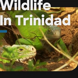 133K views · 600 reactions | Iguanas have an interesting way of keeping their territory safe.  | Discovery Channel UK | Facebook