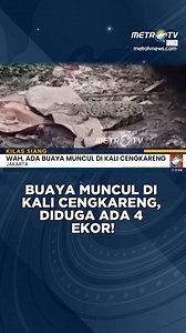 2.6K views | Viral di media sosial seekor buaya muncul di Kali Cengkareng Drain, Pantai Indah Kapuk, Penjaringan, Jakarta Utara. Buaya yang diperkirakan memiliki panjang sekitar dua meter itu, kerap muncul ke permukaan saat siang hari. Selain muncul di permukaan air, buaya yang memiliki corak coklat bintik hitam ini juga terlihat di bawah jembatan. #buaya #pantaiindahkapuk #buayasungai #kalicengkareng | Metro TV | Facebook