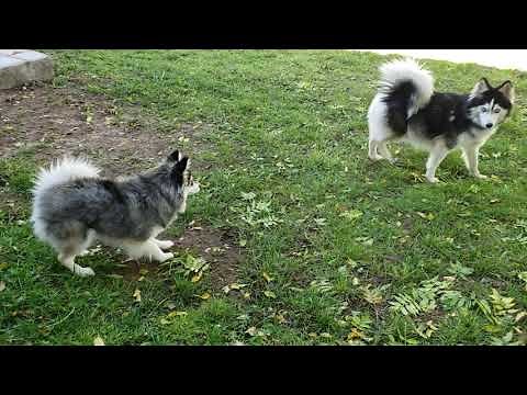 Mini pomsky tries to play with standard pomsky