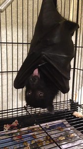 An adult rehab Bat enjoying some grapes, they are very noisy eaters especially when it comes to grapes! | Bats QLD