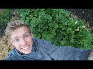 How to Split and Transplant Rhubarb (Simple)