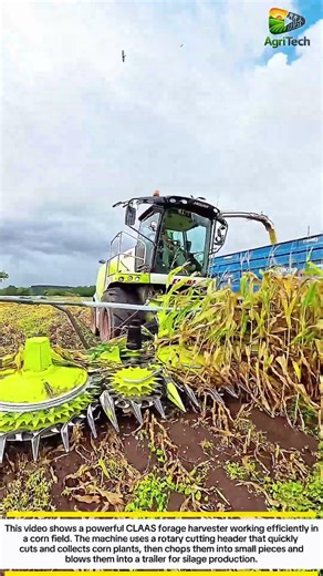 Powerful CLAAS Forage Harvester Cutting Corn – Amazing Modern Agriculture Machine