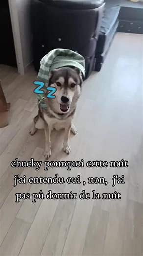 #chucky #pourtoi #humour #chien #husky vidéo drôle animaux vidéo Chucky poupée horreur
