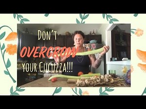 Cucuzza ~ BIGGER IS NOT ALWAYS BETTER!!! When to Pick Cucuzza/Cucuzzi Italian edible gourd!