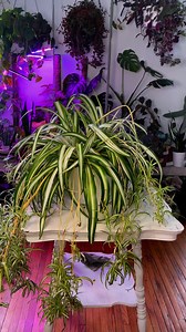 672K views · 4.8K reactions | Fresh soil and a bit of fertilizer can really boost your plant growth. Just make sure not to over-fertilize—spider plants are pretty low-maintenance and can get brown tips if they get too many nutrients. | Foraging Fosters | Facebook