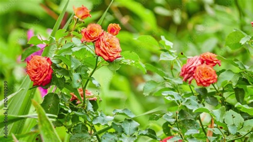Rosa chinensis, China, Chinese or Bengal rose, is member of genus Rosa native to Southwest China in Guizhou, Hubei, and Sichuan Provinces. First publication of Rosa chinensis was by Nikolaus Joseph