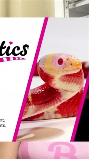 Complete 2026 Ball Python Care Guide – Follow the Science