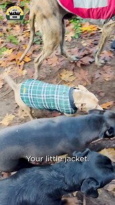 1.7M views · 124K reactions | Matilda got a new sweater! ❤️ Be sure to go follow Lee Asher's World for a lot more Matilda! We're working on a new series of videos focused all on Matila  | The Asher House | Facebook