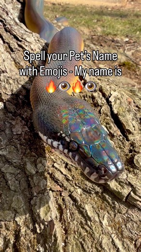 Comment your Pets Name