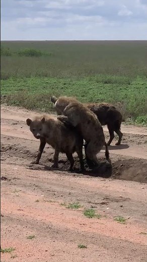 MATING HYENAS #serengeti #wild #wild #safari