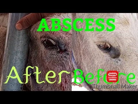 Abscess around eye in donkey before & after treatment #animals #donkey #donkeylovers #animaldisease