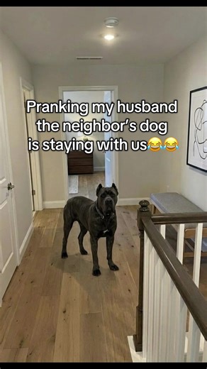 Funny Prank Video with Our Neighbor's Dog