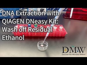 DNA Extraction with QIAGEN DNeasy Kit: Wash off Residual Ethanol