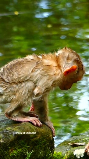14K views · 326 reactions | Fearless Little Monkey Girl Dives Into Adventure: She Leaps Into the Water Alone and Swims Happily Without Her Mother for the First Time — a Brave Step of Growing Up! #fypviralシ #cute #monkey #monkeys #animal #babymonkey #reel #facebookviral #fblifestyle | Monkey Of Cambodia | Facebook