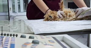 Veterinary doctor conducts ultrasound examination on dog in clinic. Skilled vet ensures thorough canine health check through ultrasound examination. Ultrasound examination veterinary clinic, dog care.