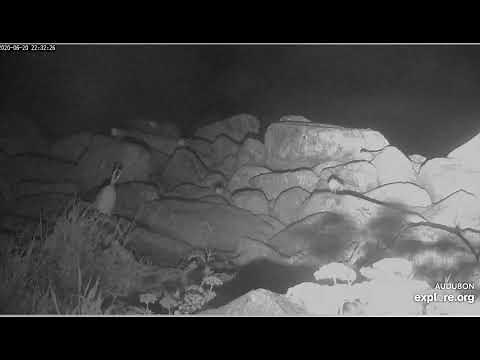 what bird is making that delightful trilling sound? 20 06 20