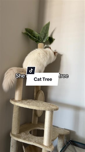 She loves her cat tree. Super affordable and worth it #cat #cats #catsoftiktok #cattree #cattoy #scratchingpost #cattower #ragdoll #ragdolls #ragdollsoftiktok #robbieandruby #dealsforyoudays