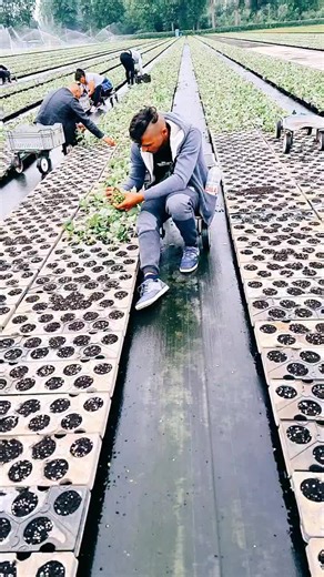 Greenhouse Planting Techniques for Successful Nurseries