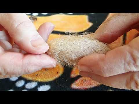 Cutting Open a Cecropia Moth Cocoon