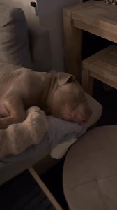 35K views · 1.4K reactions | Why do they look like possessed Gremlins? #dog #staffy #puppy #gremlin #dogs #funnydog | Lulu & Tuktuk | Facebook