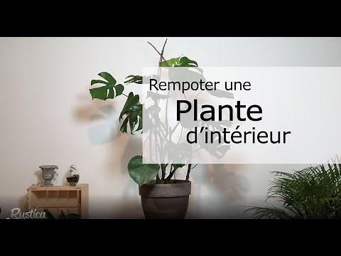 How to repot a houseplant?
