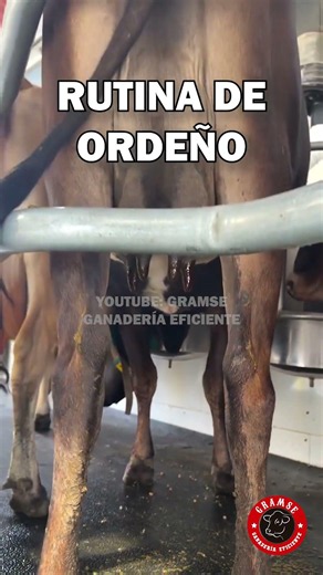 A good milking routine is worth more than a lot of technology in the barn #milking #cows #farm #g...
