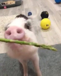 3.4K views · 461 reactions | Paddington | AZ Micro Mini Pigs | Facebook