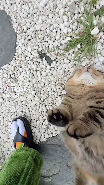 #cat #catsoftiktok