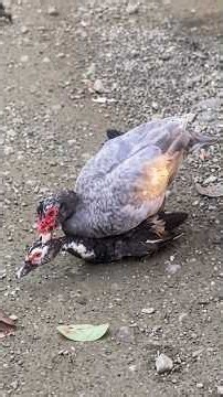 The secret of Muscovy duck mating 🤫🦆