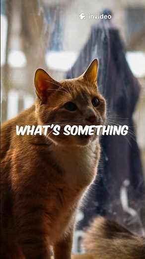 Top 5 Affordable Cat Breeds for Low-Budget Pet Parents #adoptstrays