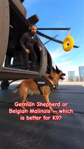 Helicopter Training for K9 Dog (Most Dangerous Drill!) #dog #germanshepherd #helicopter #shorts #ai