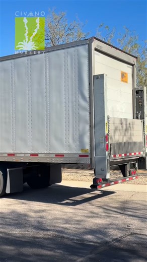 🌱✨ New plant babies have arrived! Civano Nursery just got a fresh shipment of exciting houseplants and unique succulents—perfect for brightening your home or adding to your collection. Come see what’s new and find your next favorite plant! 🌵💚 #CivanoNursery #NewArrivals #Houseplants #Succulents #PlantLovers PlantShopping ShopLocal PlantLife GreenHome PlantJoy 🌿 | Civano Nursery