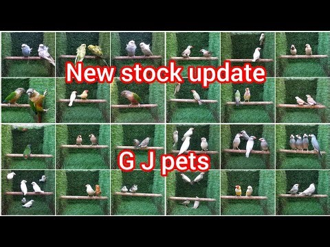 Finches variety | conure | Java variety | Nagercoil