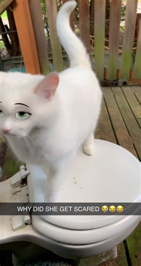 she didn’t recognize herself lol #cartoonfilter #catsoftiktok #fyp #toilet