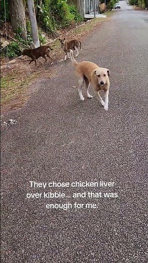 Cooking Rice and Chicken Liver for My Street Dogs