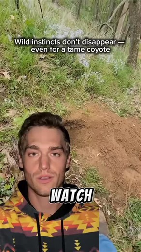 Even a friendly coyote never forgets it’s wild #Coyote #Wildlife #AnimalBehavior #NatureFacts #WildVsTame #AnimalLovers #Outdoors#wildlife #foryou | huntingclipss