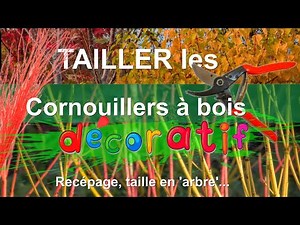 Cornouillers à bois coloré : quand, pourquoi et comment tailler ? [Recépage, taille 'en arbre'...]