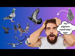 The Ultimate Guide What Happens to a Racing Pigeons Body during a 300 Mile Race