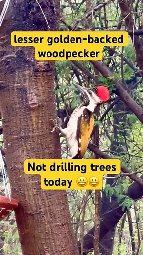 Woodpecker Drinking Water & Eating Insects | No Tree Drilling Today! #woodpecker #shortvideo
